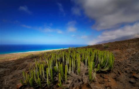 canary islands weather in january.